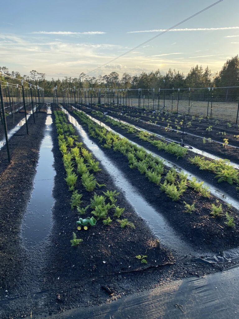 Field of starting vegetable plants in rows.