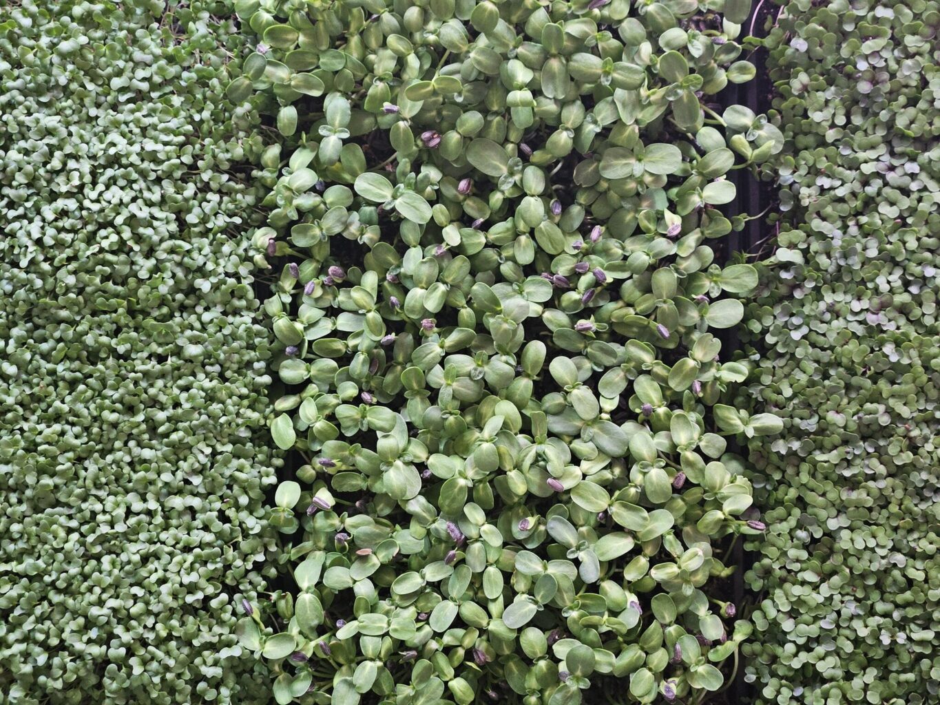 Growing microgreens shot from overhead with kalefetti at the top/left of the image, sunflower black oil microgreens in the center, and broccoli greens at the bottom/right of the image.