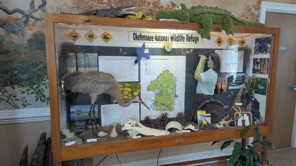 Glass front wooden case with display of Okefenokee National Wildlife Refuge World Heritage Site, including a map of the Okefenokee Swamp, a taxidermized Sandhill Crane, chick and egg, an alligator skull, a park ranger badge, a painted bunting in a nest, and more.