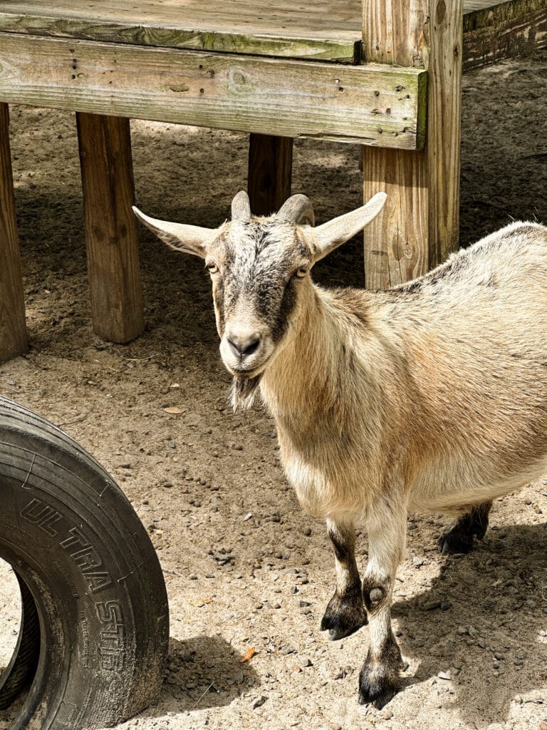 Close up image of goat within its petting area enclosure with tire and obstacle course at Walkabout RV Park