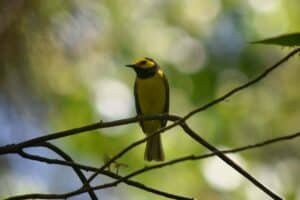 Warbler sitting on a branch