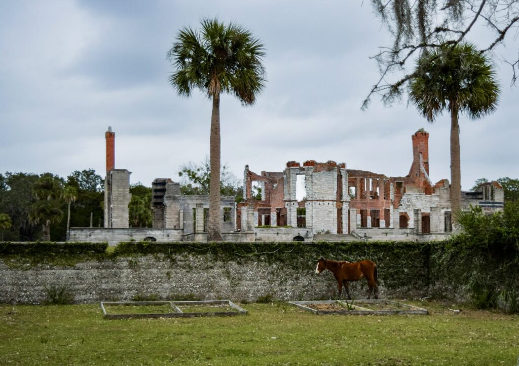 A horse stands in front of a vine covered stone wall with the Carnegie Dungeness Ruins in the background on Cumberland Island National Seashore