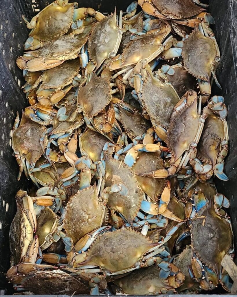 A few dozen live blue crabs in a dark gray bushel crate.