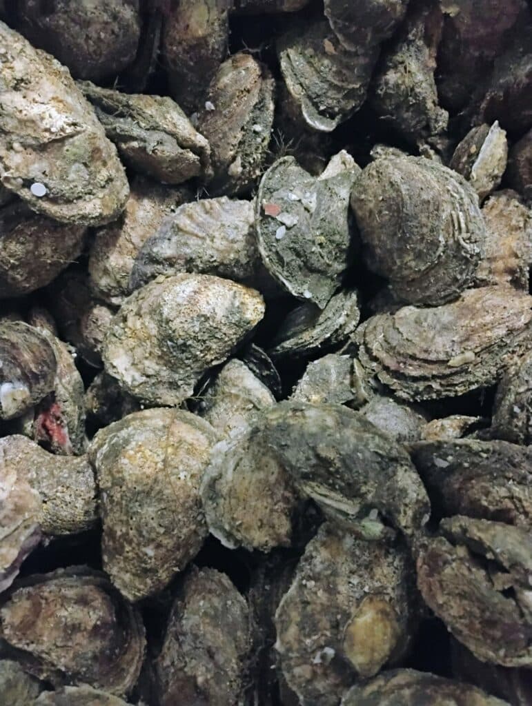 Pile of unshucked oysters