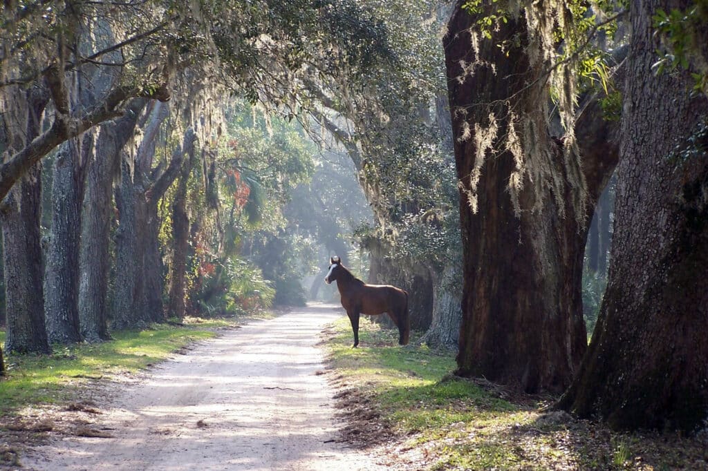 Chestnut colored horse standing on a path in maritime forest under live oaks with Spanish moss