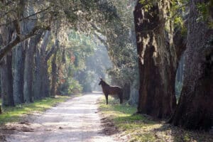 Chestnut colored horse standing on a path in maritime forest under live oaks with Spanish moss