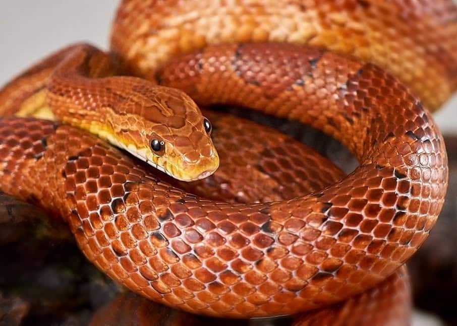 Crooked River Snake