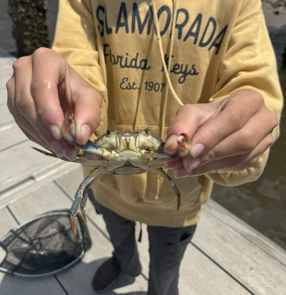 Kid in a yellow sweatshirt holding a blue crab
