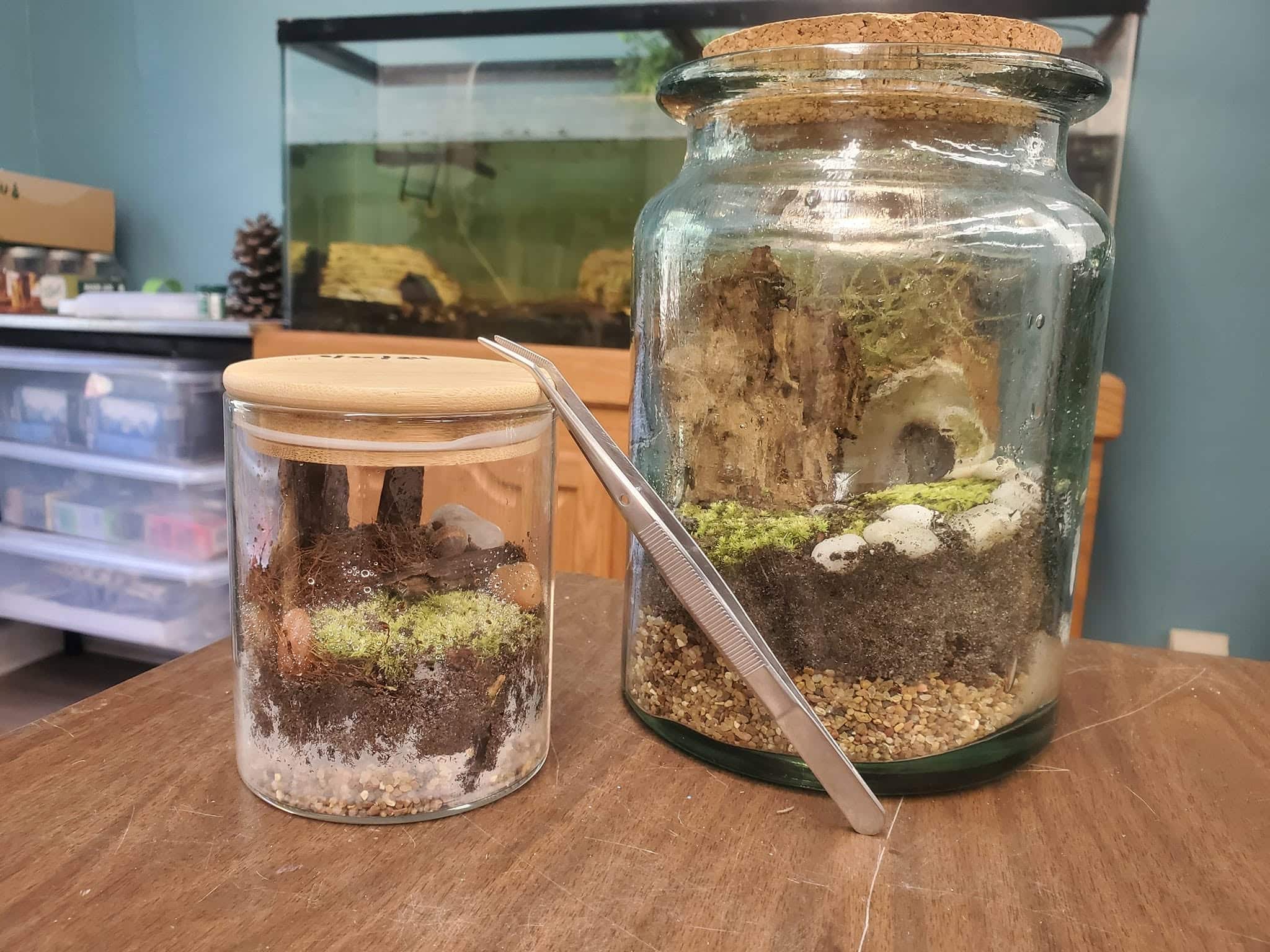 Close up of two small mini-terrariums with a tweezer leaning against the one on the left.