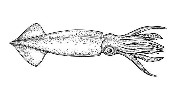 Squid ink sketch. Isolated on white background. Hand drawn vector illustration. Retro style.