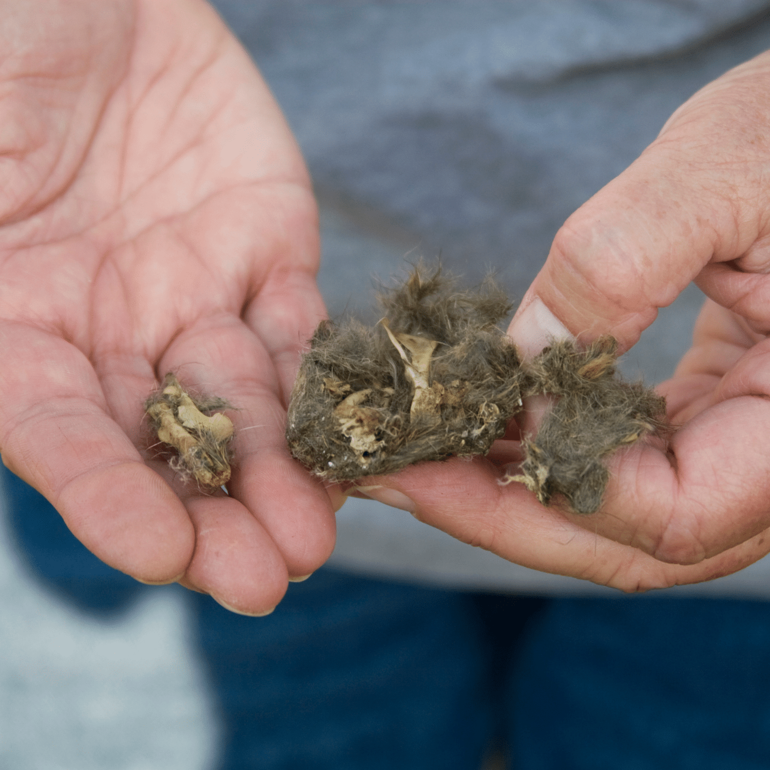 Owl Pellet