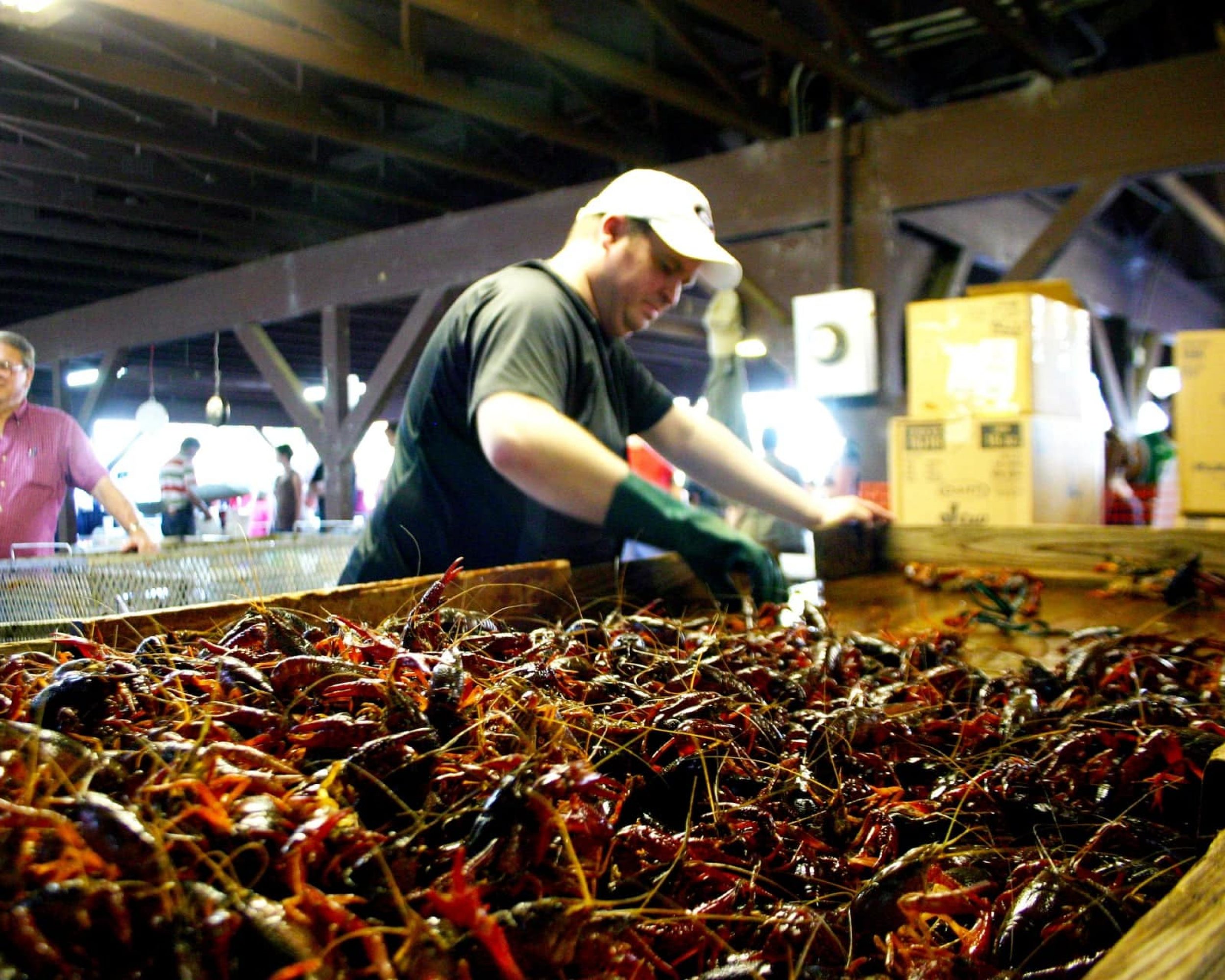 man-sorting-crawfish-at-the-festival-woodbine-georgia